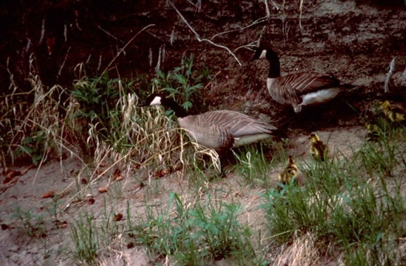 goose, camp, site