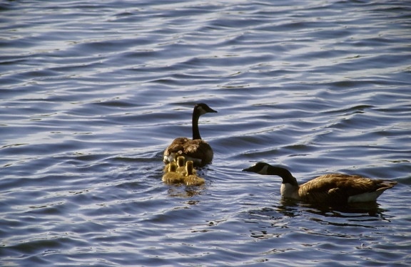 groep, goslings, op de voet volgen, vrouwelijke, Canada goose