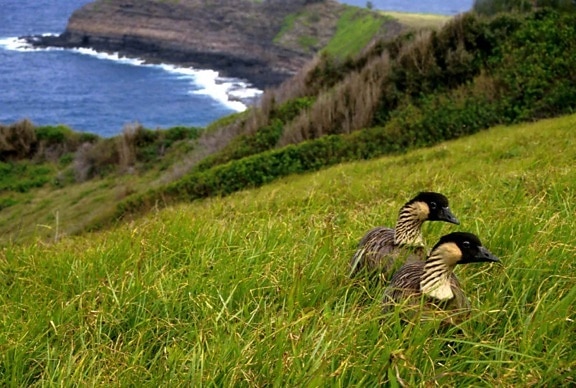 Hawaii, kazlar, nene, kuşlar, branta sandvicensis