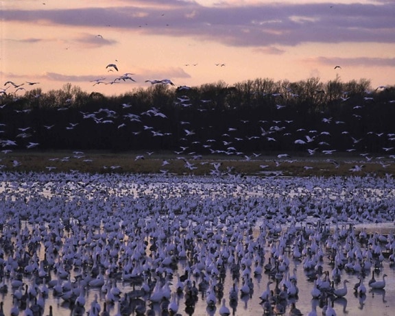 hundreds, thousands, ducks, geese