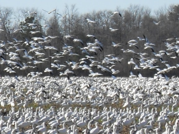 snow, geese, flocking