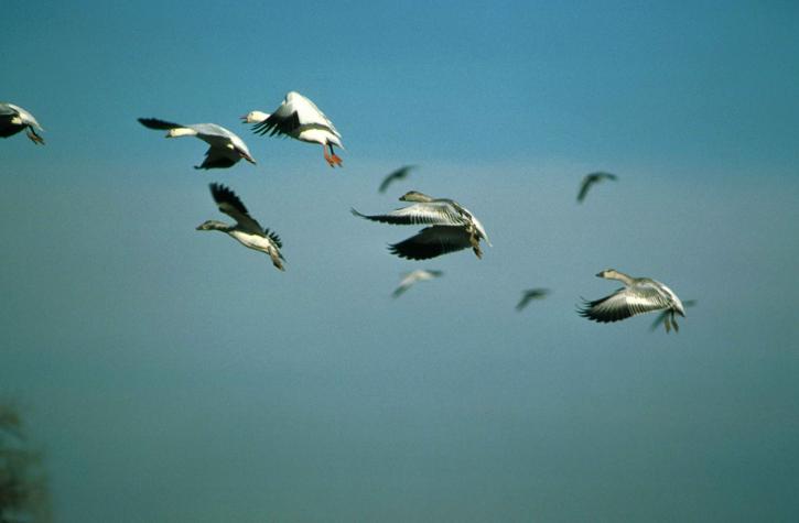 flock, snow, geese, flight