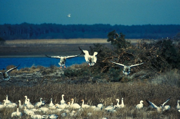 group, snow, geese, chen cearulescens, prepare, land