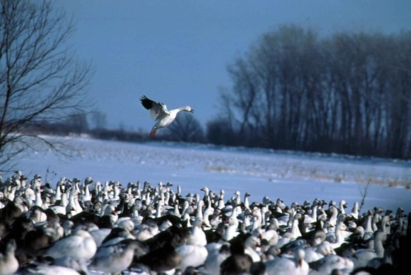 flock, snow, geese, chen caerulescens, snow