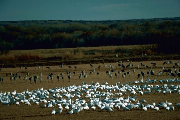 snow, geese, sandhill, cranes