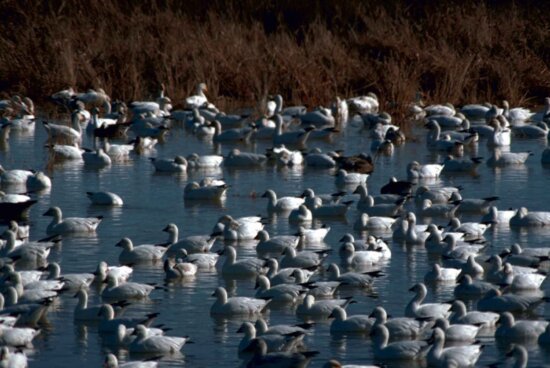 Free picture: snow, goose, bird, stands, nest, eggs