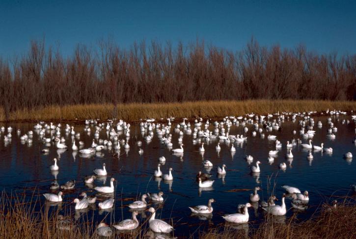 snow, geese, bosque, national park