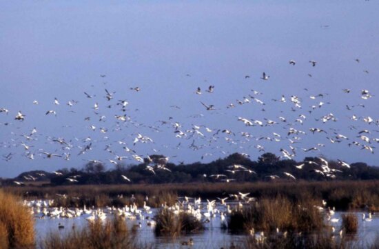 Free picture: snow, goose, bird, stands, nest, eggs