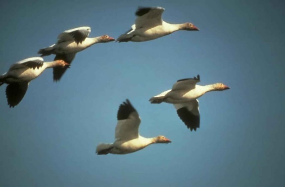 snow, geese, flight, chen caerulescens