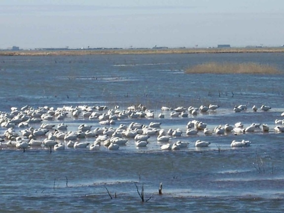 snow, geese, water