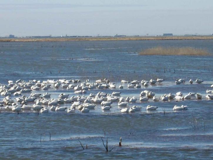 snow, geese, water
