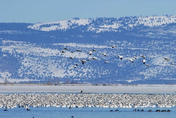 snow, geese, migration, flight