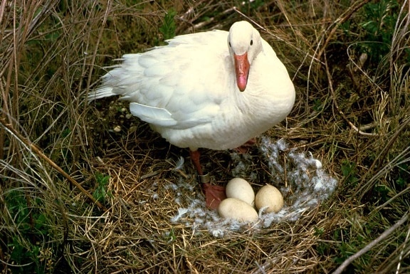 snow, goose, bird, stands, nest, eggs