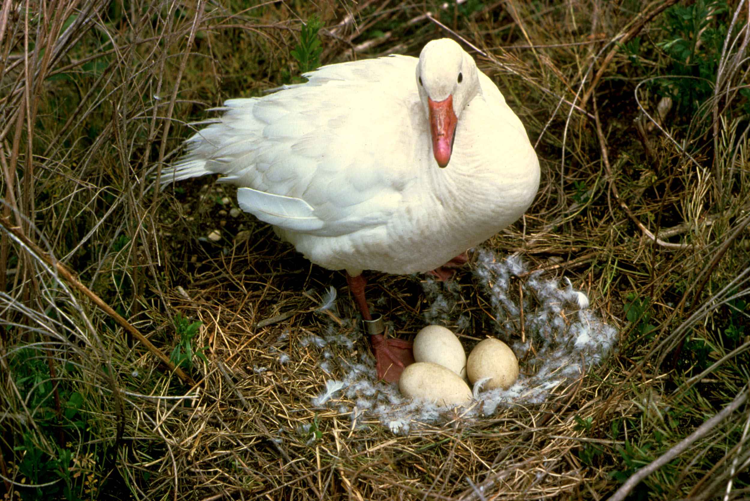 刚从蛋里孵化出来的新生小鹅 库存图片. 图片 包括有 烧杯, 幼鹅, 鸡蛋, 敌意, 生日, 硼硅酸盐 - 184525543