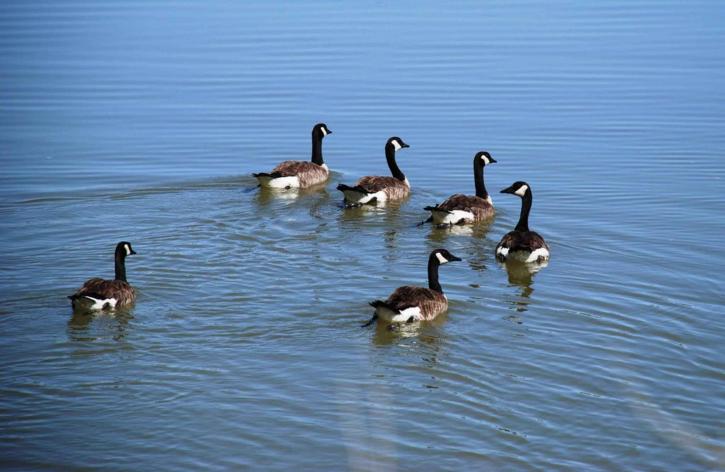 waterfowl, geese, swimming