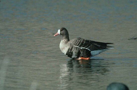White fronted geese