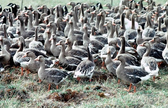 white, fronted, geese, birds, anser albifrons