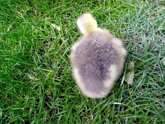 young, gosling, grass