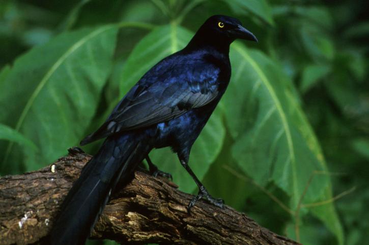 groß, tailed, grackle, vogel, quiscalus quiscula