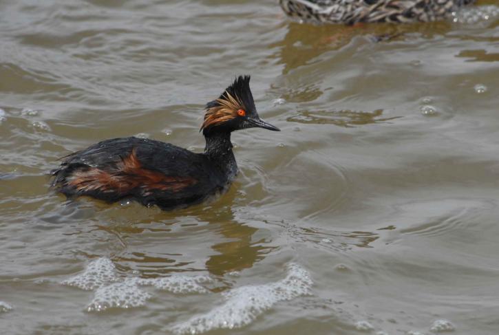 eared, grebe, paddles, water
