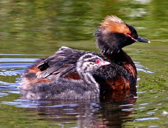 female, horned, grebe, young