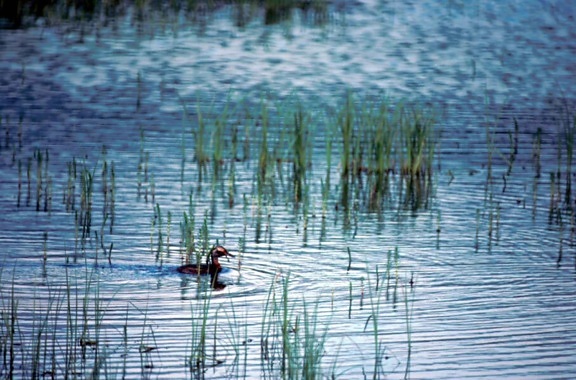 гмурец плуване, мочурливи, езерце