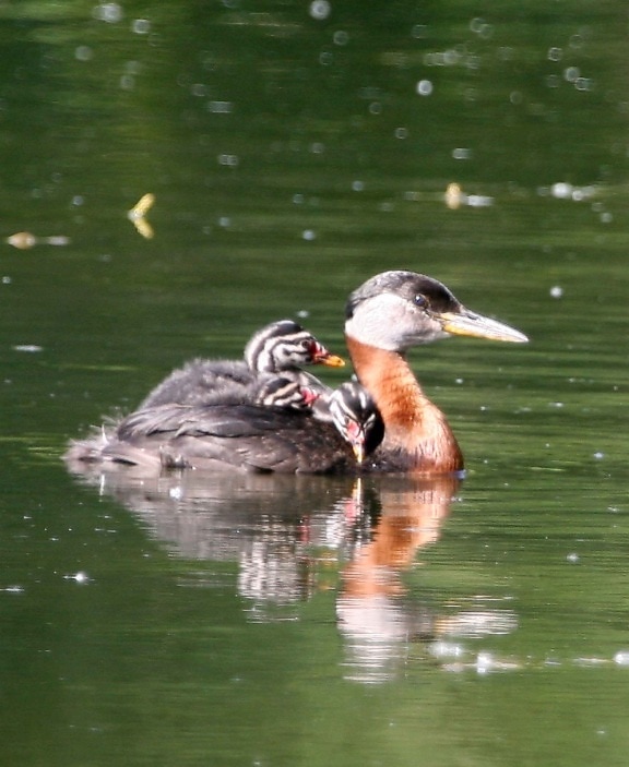 red, necked, grebe, female, bird, young, podiceps grisegena