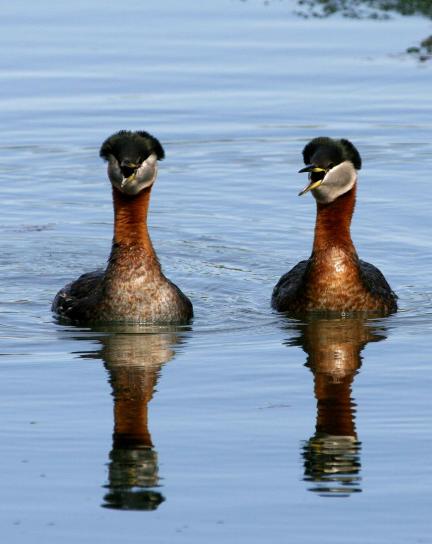 red, necked, grebe, pair, up-close, podiceps grisegena