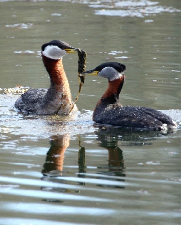 red, necked, grebe, pair, courtship