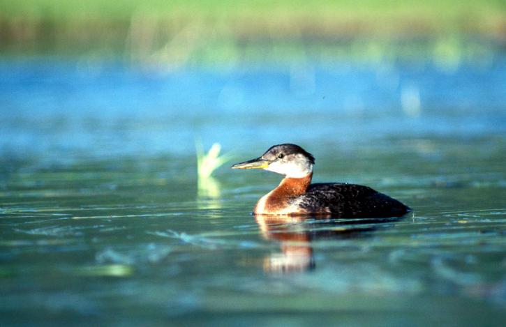 red, necked, grebe, swimming, alone