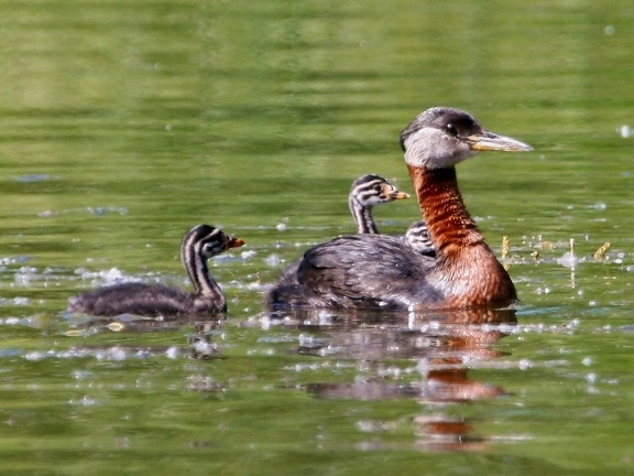 red, necked, grebe, young
