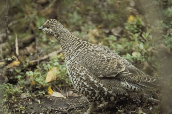 up-close, female, spruce, grouse, bird, falcipennis canadensis, standing
