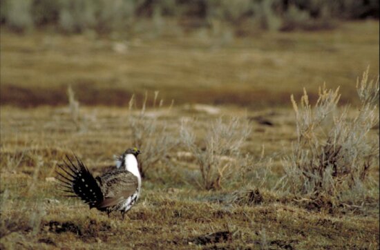 greater, sage, grouse, bird, open, field, display, fanned, tail