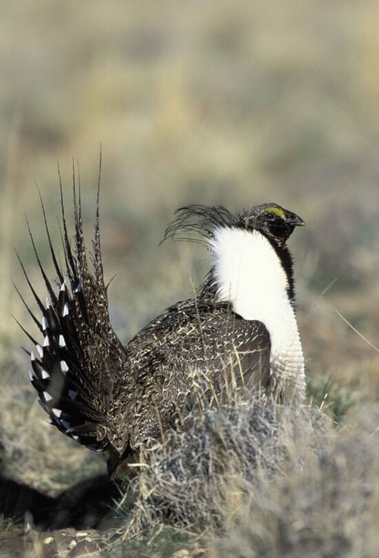 greater, sage, grouse, bird, male, head, centrocerus urophAsianus