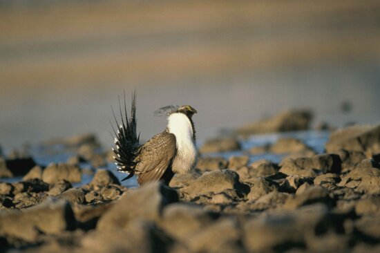 male, greater, sage, grouse, mating, display, rocky, ground