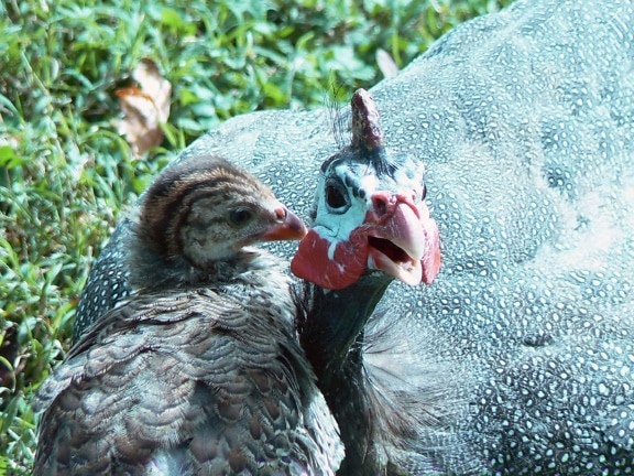guinea, hen, chick, numida meleagris