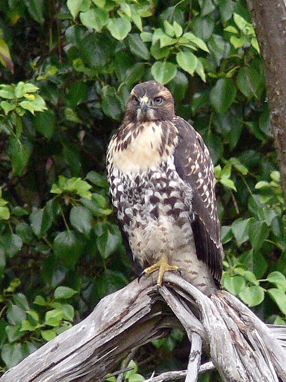juvenile, red, tailed, hawk, tree, branch