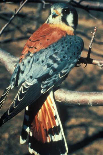 American kestral, pták, falco sparverius