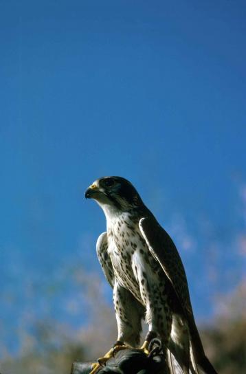 de près, la tête, le faucon pèlerin, le faucon, oiseau, falco peregrinus anatum