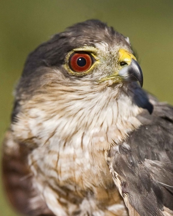 up-close, head, sharp, shinnes, hawk, bird, accipiter striatus
