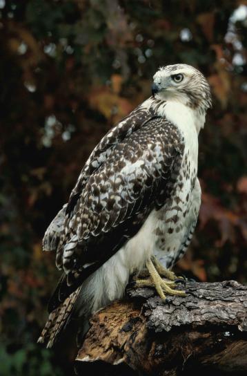 up-close, red, tailed, hawk, standing, log