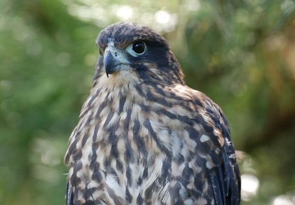 Falco, kuş