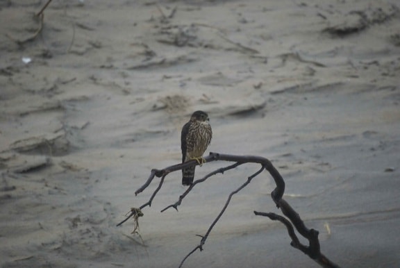 Falco columbarius, pták