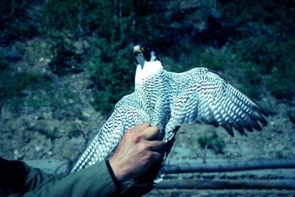 Falco peregrinus peregrine, Şahin, kuş, eller