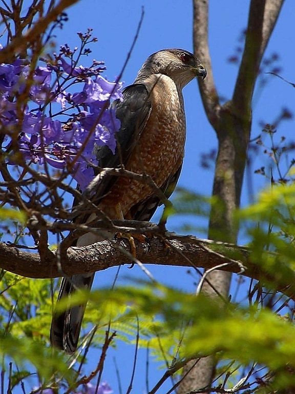 Falcon, pták, strom