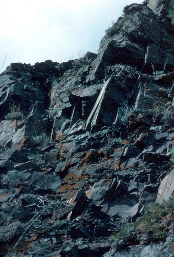 falcon, nest, cliffs