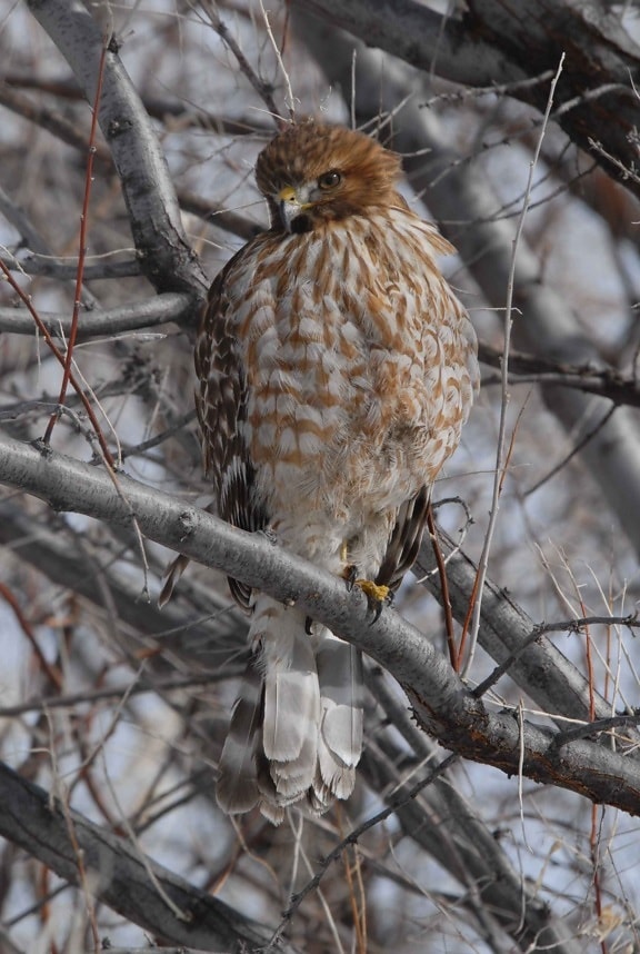 juvenile, red, shouldered, hawk, branch, buteo lineatus