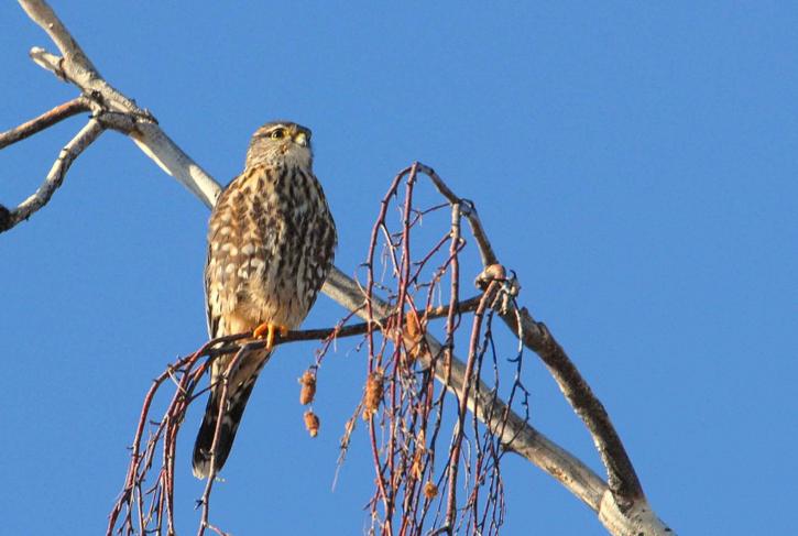 Dværgfalk, falco, fugl, falco columbarius