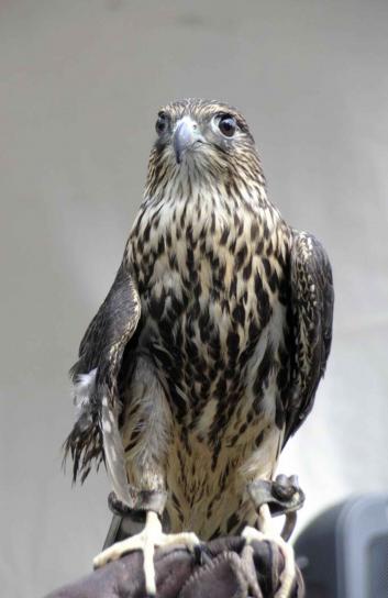 Μέρλιν, falco, από κοντά, το κεφάλι, πουλί, falco columbarius