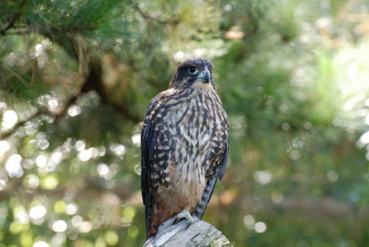 Nieuw-Zeeland, falcon, falco novaezeelandiae